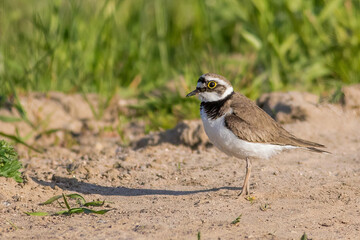The little ringed plover (Charadrius dubius)