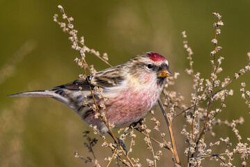 The redpoll (Acanthis flammea)