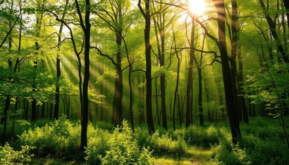 Obraz premium Misty sunrises and sunsets paint the forest landscape with golden light