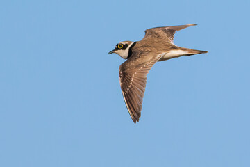 The little ringed plover (Charadrius dubius)