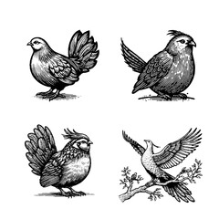 Kagu