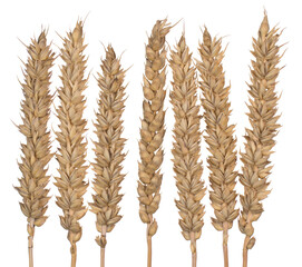 Triticum aestivum ears