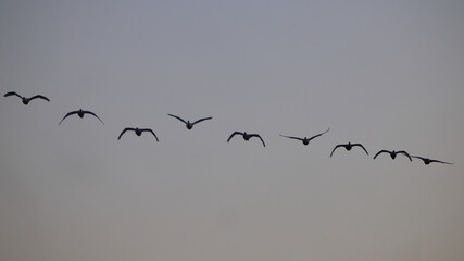 Formation of tundra swans silhouetted against a darkened sky.  © Mark