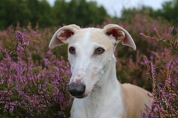close up head portrait of a beautoful brown galgo in a field of pink heather