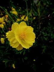close up image of yellow flowers in bloom