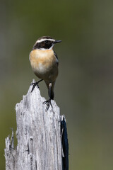 Whinchat