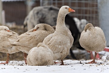Group of domestic geese, Poultry in small farm in Czech republic.
