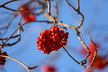 Ripe red rowan berries and a blue sky