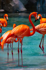 Close-up view on flamingo in water