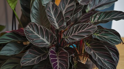 Velvet Calathea with deep green and purple patterns.