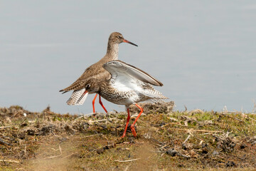 Chevalier gambette,.Tringa totanus, Common Redshank