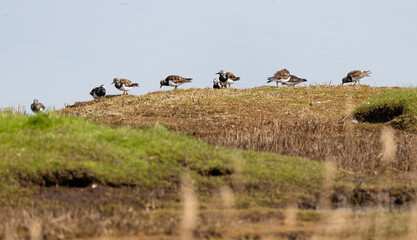 Tournepierre à collier,.Arenaria interpres , Ruddy Turnstone