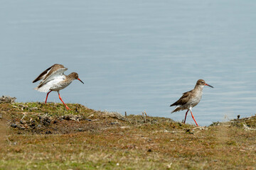 Chevalier gambette,.Tringa totanus, Common Redshank