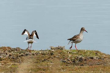 Chevalier gambette,.Tringa totanus, Common Redshank