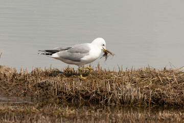 Goéland cendré, nid,.Larus canus, Common Gull