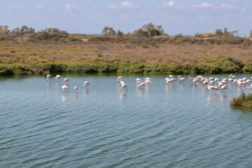 Naklejka premium Flamingos in der Camargue