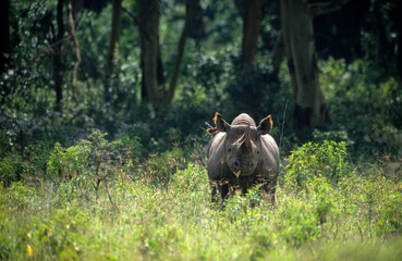 Rhinoceros noir, Diceros bicornis, Parc national de Nakuru, Kenya