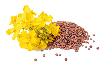 Rapeseed plant with yellow flowers and seeds. Mustard plant yellow blossom. Canola seeds and fresh canola flowers isolated on white background. Clipping path. No AI tools
