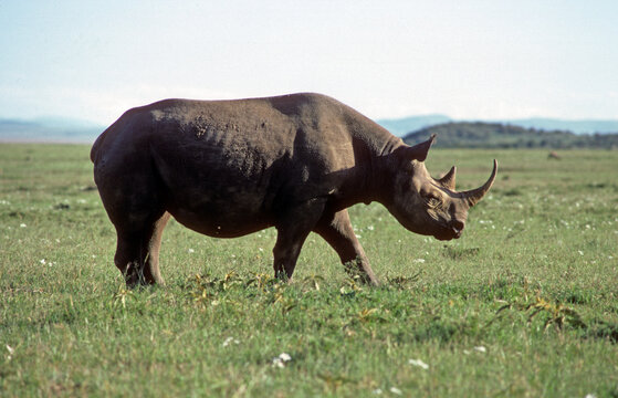 Rhinoc&eacute;ros noir, diceros bicornis, Parc national du N.Gorongoro crater, Tanzanie