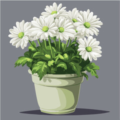 Illustration vector of white FLORIST’S CHRYSANTHEMUM