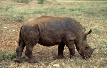Fototapeta premium Rhinocéros blanc du Nord, jeune, Ceratotherium simum cottoni, Parc national de Meru, Kenya