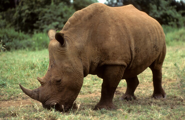 Naklejka premium Rhinocéros blanc du Nord, jeune, Ceratotherium simum cottoni, Parc national de Meru, Kenya