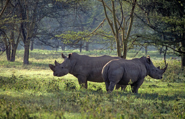 Fototapeta premium Rhinocéros noir, diceros bicornis, Parc national du N.Gorongoro crater, Tanzanie