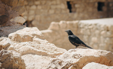 bird on a rock