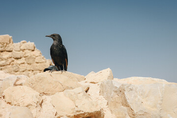 bird on a rock