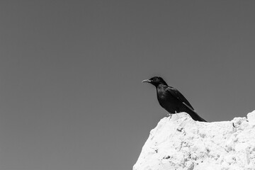 bird on a rock