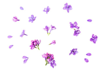 Set of lilac flowers on white isolated background. Clipping path. No AI tools