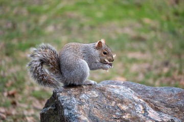 A gray squirrel is sitting on a rock and eating a nut