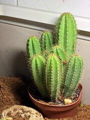 cactus in a pot © Mila