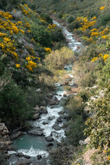 mountain river in autumn