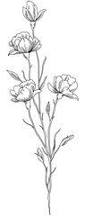 Wildflower Branch Drawing