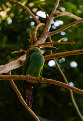 Close-up view on touraco bird 
