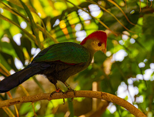 Close-up view on touraco bird 