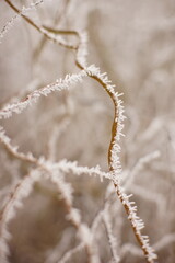 branches of a weeping willow covered with frost
