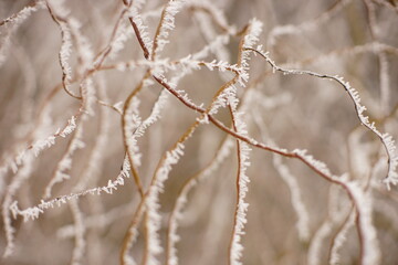 branches of a weeping willow covered with frost in winter garden