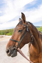 Obraz premium Brown horse with a bridle stands patiently in a sunny outdoor setting during the day