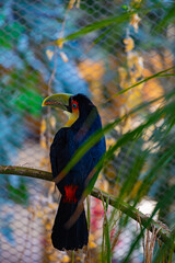 Close-up view on bird Toucan