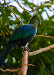 Close-up view on touraco