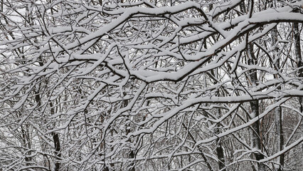 Graphics winter drawing of branches under snow