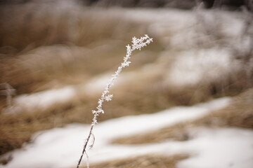 thin grass branch covered with frost in winter garden