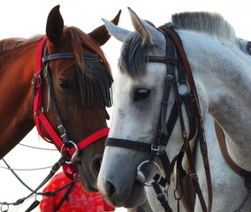Horses Beautiful Close-Up Majestic Animals Elegant White Brown Contrast