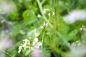 Obraz premium Great Green Bush-Cricket (Tettigonia viridissima) perched on flowering radish stem in vegetable garden, showing natural garden biodiversity