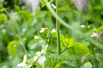 Great Green Bush-Cricket (Tettigonia viridissima) perched on flowering radish stem in vegetable garden, showing natural garden biodiversity