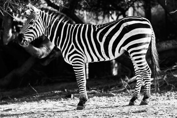 zebra in the zoo