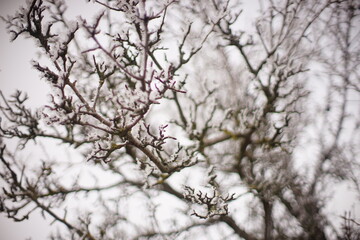 snow covered pear tree branches