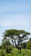 A graceful giraffe stands elegantly under a green canopy, gazing at a bright blue sky